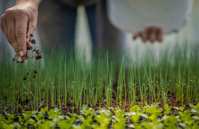 Criză pe piața îngrășămintelor: Cum sunt afectați fermierii din Estul Europei și ce înseamnă asta pentru prețurile de la raft