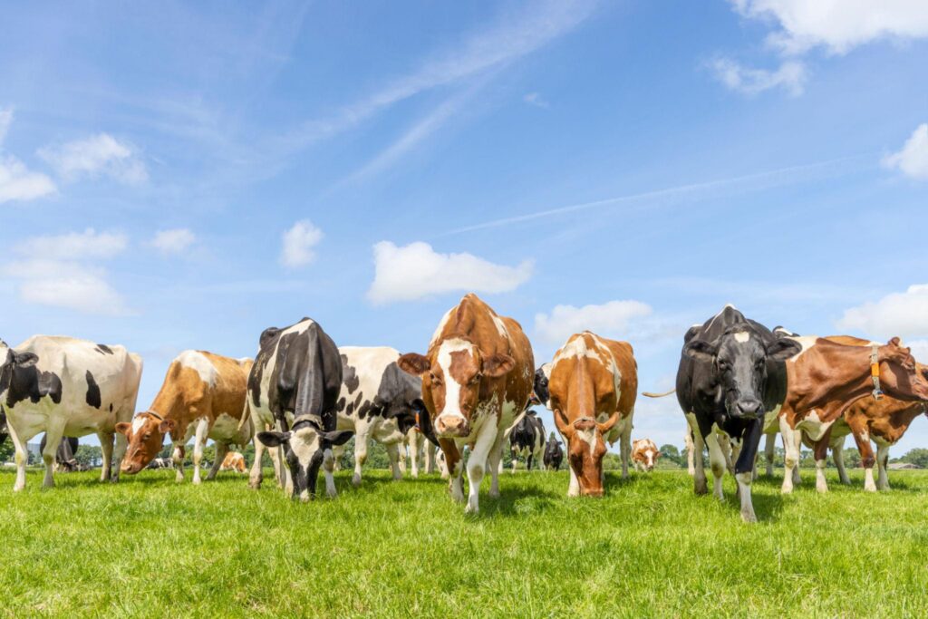 MADR a publicat un nou proiect pentru sprijinirea agriculturii. Fondurile propuse depășesc 180 de milioane de euro