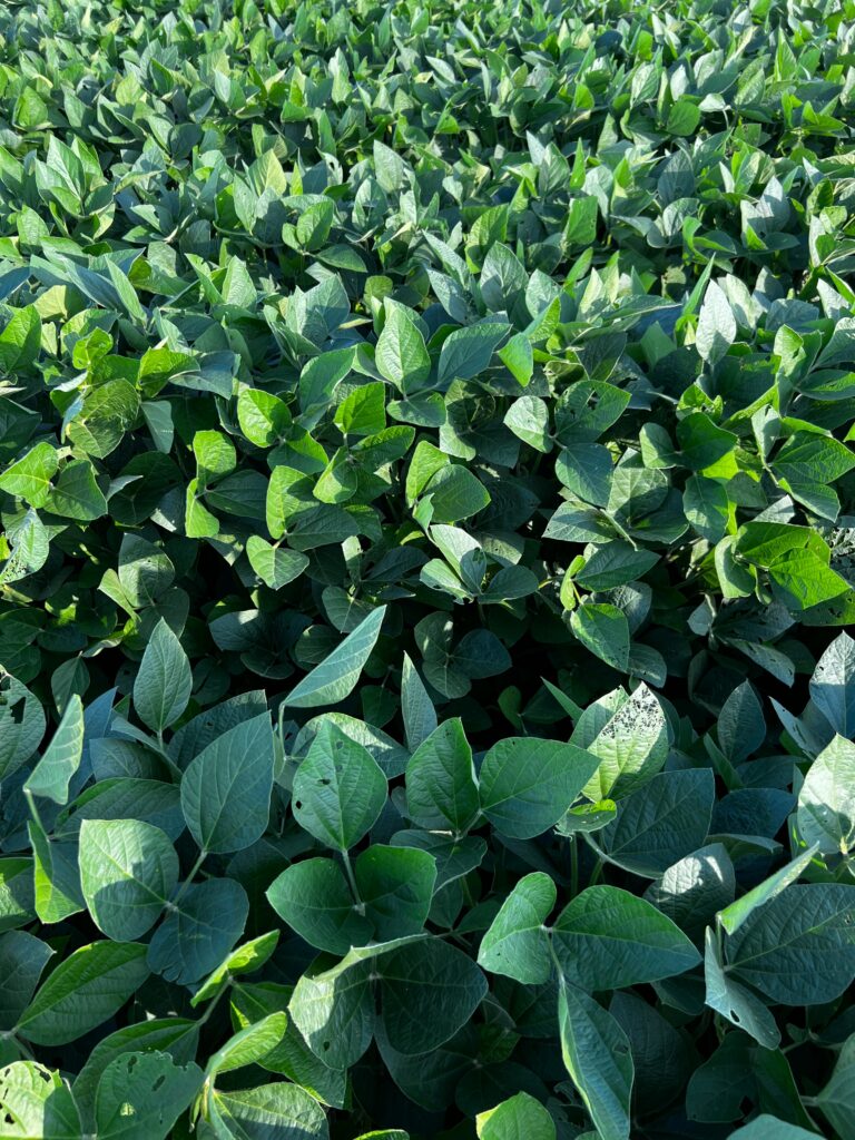 Fermierii români mizează din nou pe soia. Recolta ar putea urca la 266.000 de tone