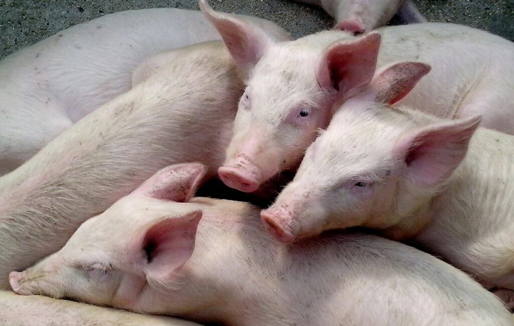 Porcul românesc, un animal pe cale de dispariție? Cum am ajuns să importăm 80% din necesarul de carne