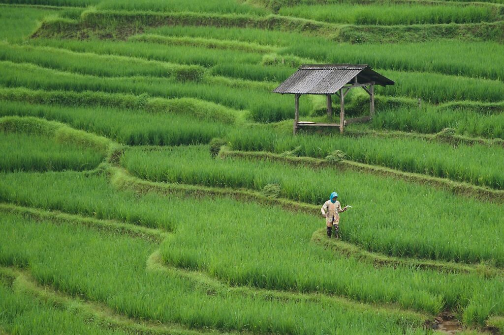 China și SUA își extind comerțul agricol. Beijingul anunță reduceri de tarife și deblocarea accesului pe piața internă