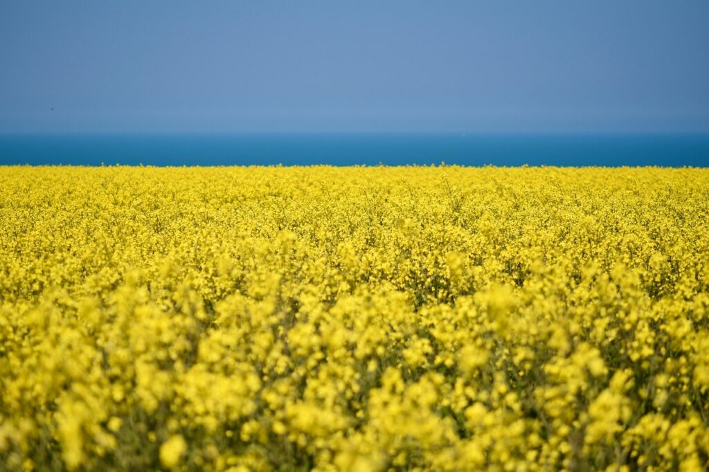 România, pe podiumul european la producția de rapiță. Estimările USDA indică o creștere-record de 40%
