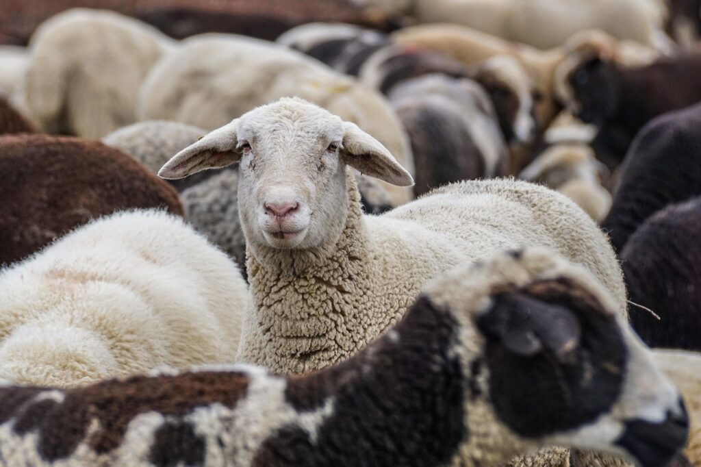 Lovitură pentru fermierii români. Comisia Europeană prelungește interdicția la exportul de ovine și caprine