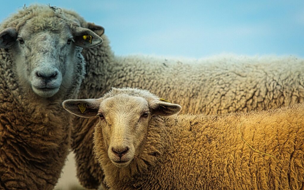 ANSVSA înăsprește regulile pentru crescătorii de ovine și caprine. Măsurile sunt aplicate la nivel național