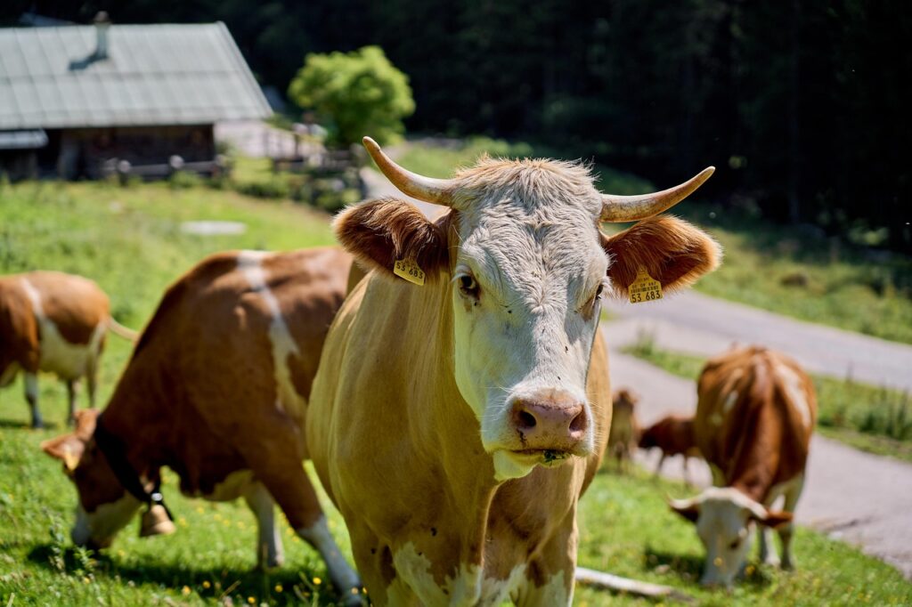 Cum arată criza producătorilor de lapte din România: Profit cumulat în creștere cu 48%, risc de insolvență pentru fermele mici. Sursa foto: Pixabay